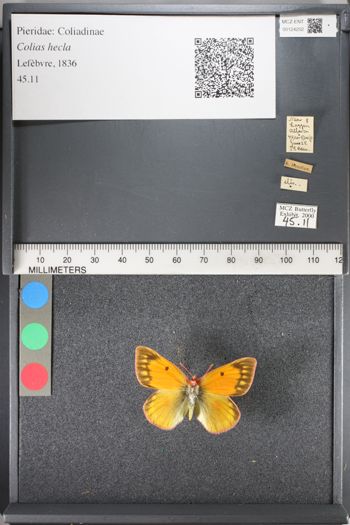 Media type: image;   Entomology 124202
